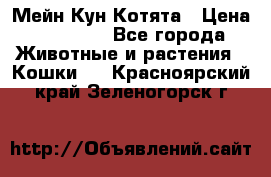 Мейн Кун Котята › Цена ­ 15 000 - Все города Животные и растения » Кошки   . Красноярский край,Зеленогорск г.